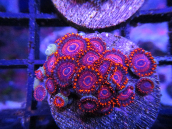 Reef Koi has added 72 zoas to the Zoabrary. 